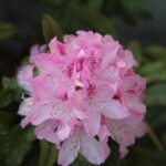 rhododendron, rhododendron pink, flowering, flower background, beautiful flowers, pink flowers, flower wallpaper, nature, flower-3335825.jpg