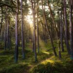 forest, nature, sun, sunbeams, idyllic, pine forest, woods, wilderness, forest, forest, forest, forest, forest, pine forest-7311484.jpg