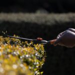 Close-up of a gardener's hand using shears to trim hedges in a garden during the day.